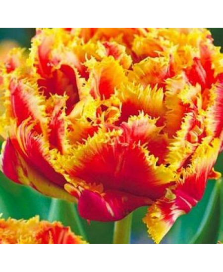 Тюльпан "Gold Dust" 3шт в упаковке Тюльпан "Gold Dust" 3шт в упаковке