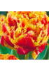 Тюльпан "Gold Dust" 3шт в упаковке Тюльпан "Gold Dust" 3шт в упаковке