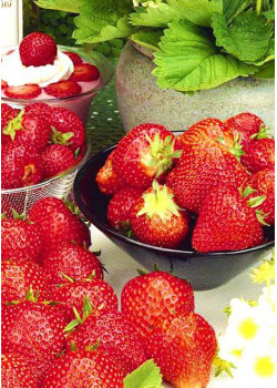 Клубника Флоренс (Упаковка 5шт)