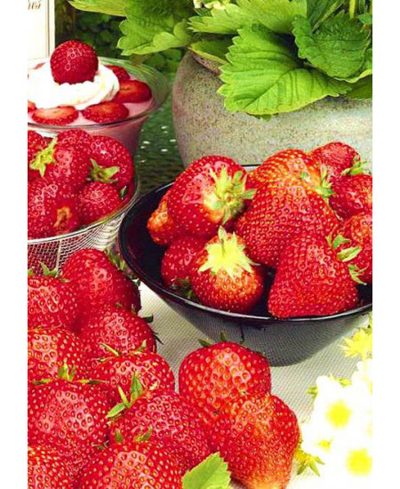 Клубника Флоренс (Упаковка 5шт) Клубника Флоренс (Упаковка 5шт)