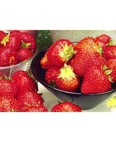 Клубника Флоренс (Упаковка 5шт) Клубника Флоренс (Упаковка 5шт)