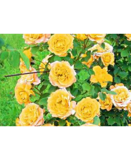 Роза плетистая Римоза Роза плетистая Римоза