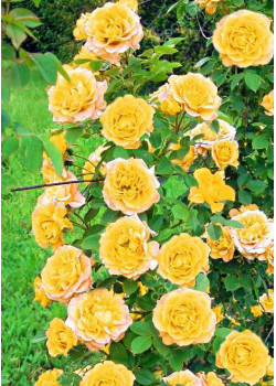 Роза плетистая Римоза