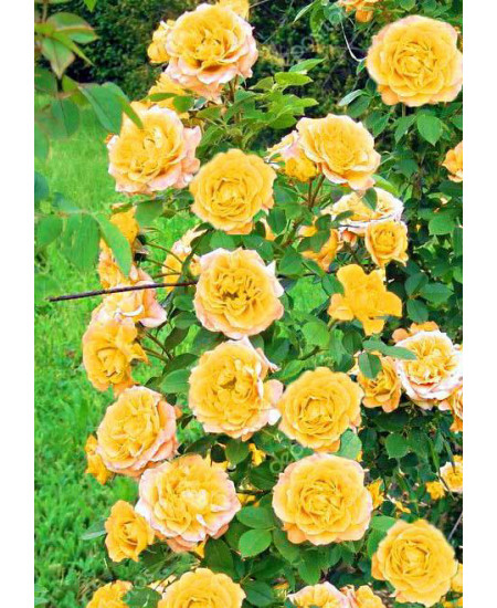 Роза плетистая Римоза Роза плетистая Римоза