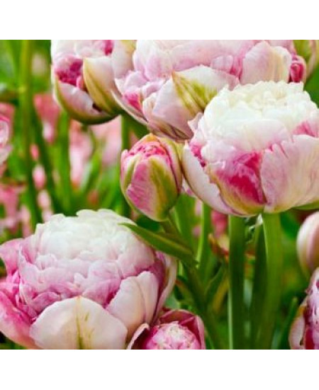 Тюльпан махровый поздний "Дабл Сюрприз" (Double Surprise) 3шт в упаковке (размер 12/+) Тюльпан махровый поздний "Дабл Сюрприз" (Double Surprise) 3шт в упаковке (размер 12/+)