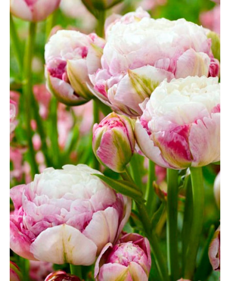 Тюльпан махровый поздний "Дабл Сюрприз" (Double Surprise) 3шт в упаковке (размер 12/+) Тюльпан махровый поздний "Дабл Сюрприз" (Double Surprise) 3шт в упаковке (размер 12/+)