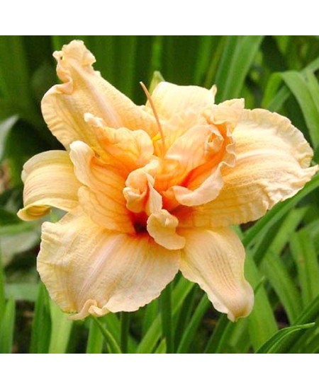 Лилейник Дабл Дрим Лилейник Дабл Дрим