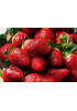 Клубника Роксана (Упаковка 5шт) Клубника Роксана (Упаковка 5шт)