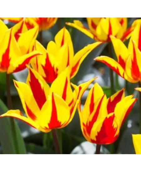 Тюльпан лилиецветный "Фейерверк" (Firework) 3шт в упаковке (размер 12\+) Тюльпан лилиецветный "Фейерверк" (Firework) 3шт в упаковке (размер 12\+)