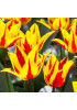 Тюльпан лилиецветный "Фейерверк" (Firework) 3шт в упаковке (размер 12\+) Тюльпан лилиецветный "Фейерверк" (Firework) 3шт в упаковке (размер 12\+)