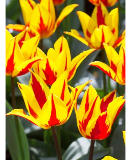 Тюльпан лилиецветный "Фейерверк" (Firework) 3шт в упаковке (размер 12\+) Тюльпан лилиецветный "Фейерверк" (Firework) 3шт в упаковке (размер 12\+)