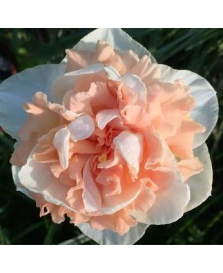 Нарцисс "Flower Surprise" 3шт в упаковке Нарцисс "Flower Surprise" 3шт в упаковке