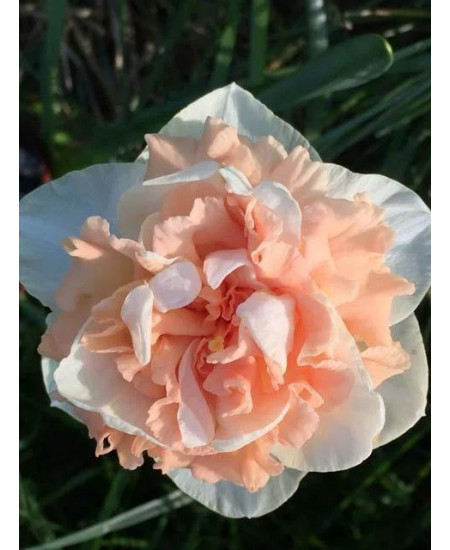 Нарцисс "Flower Surprise" 3шт в упаковке Нарцисс "Flower Surprise" 3шт в упаковке