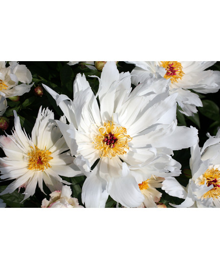 Пион Лоис Келси Пион Лоис Келси