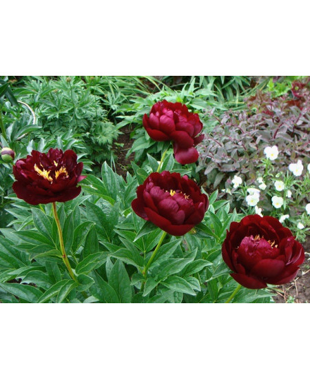 Пион Бакай Белл Пион Бакай Белл