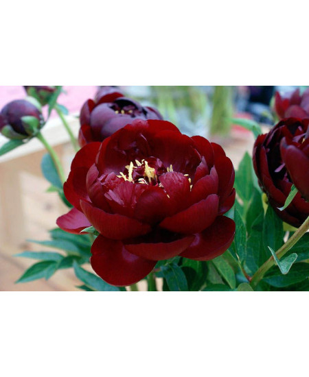 Пион Бакай Белл Пион Бакай Белл