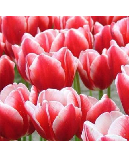 Тюльпан триумф "Лин Ван Дер Марк" (Leen Van Der Mark) 3шт в упаковке (размер 11\12) Тюльпан триумф "Лин Ван Дер Марк" (Leen Van Der Mark) 3шт в упаковке (размер 11\12)