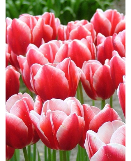 Тюльпан триумф "Лин Ван Дер Марк" (Leen Van Der Mark) 3шт в упаковке (размер 11\12) Тюльпан триумф "Лин Ван Дер Марк" (Leen Van Der Mark) 3шт в упаковке (размер 11\12)