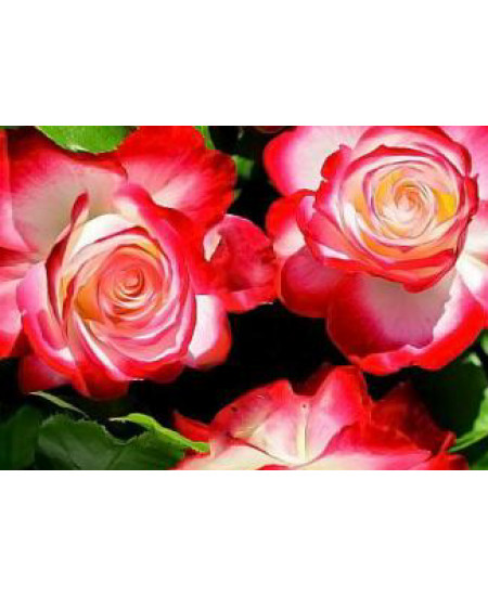 Роза флорибунда Юбилей С.Питербур Роза флорибунда Юбилей С.Питербур