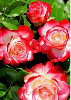 Роза флорибунда Юбилей С.Питербур