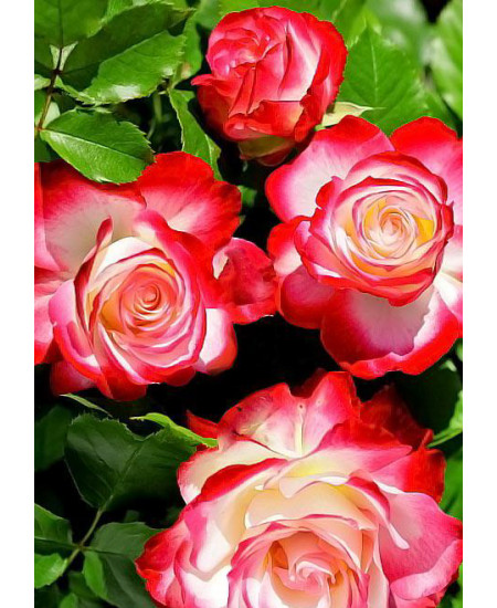 Роза флорибунда Юбилей С.Питербур Роза флорибунда Юбилей С.Питербур