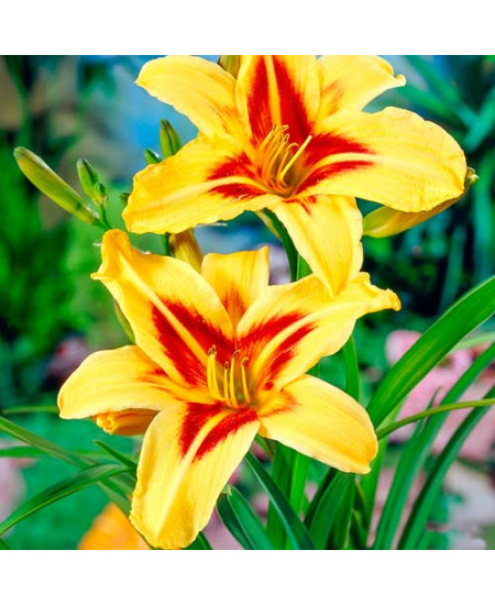 Лилейник Бонанза Лилейник Бонанза