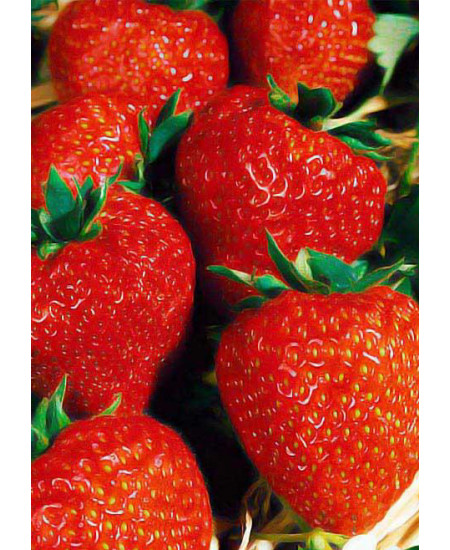 Клубника Виктория (Упаковка 5шт) Клубника Виктория (Упаковка 5шт)