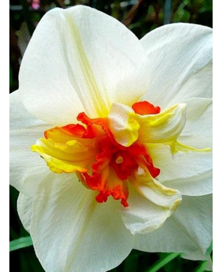 Нарцисс "Flower Drift" 3шт в упаковке Нарцисс "Flower Drift" 3шт в упаковке