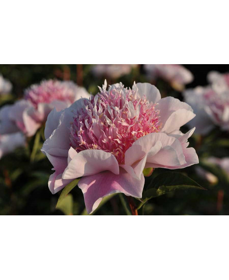 Пион Ду Телл Пион Ду Телл