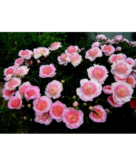 Пион Ду Телл Пион Ду Телл