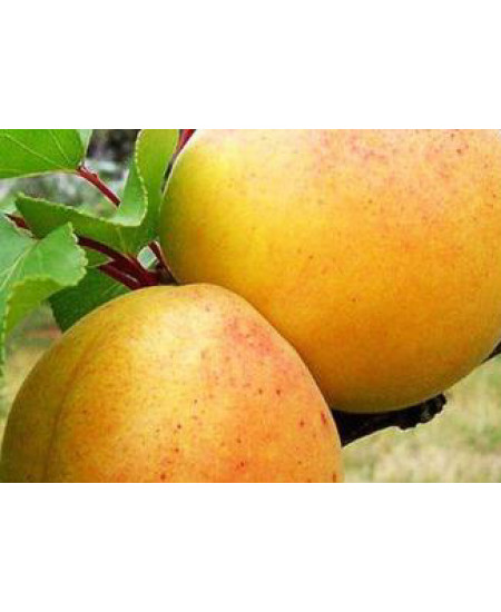 Абрикос Айсберг Абрикос Айсберг