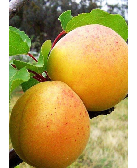 Абрикос Айсберг Абрикос Айсберг