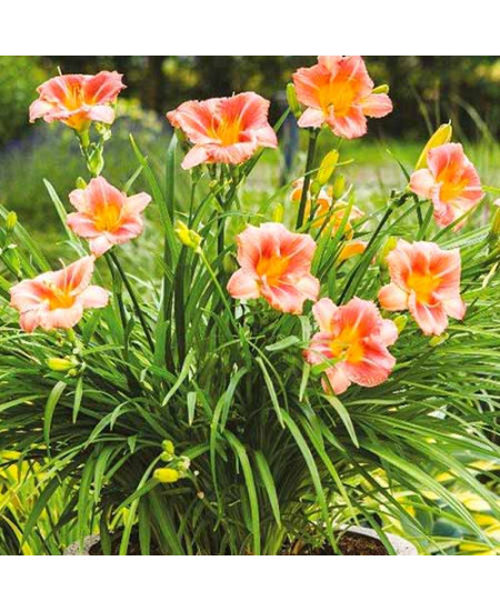 Лилейник Бронз Лилейник Бронз