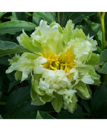 Пион Грин Хало Пион Грин Хало