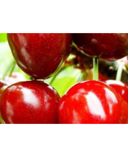 Вишня Тургеневка Вишня Тургеневка