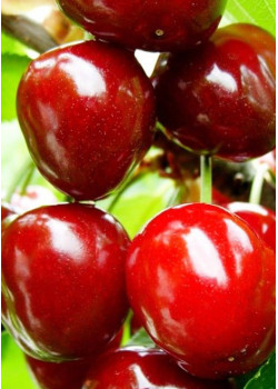 Вишня Тургеневка