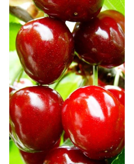 Вишня Тургеневка Вишня Тургеневка