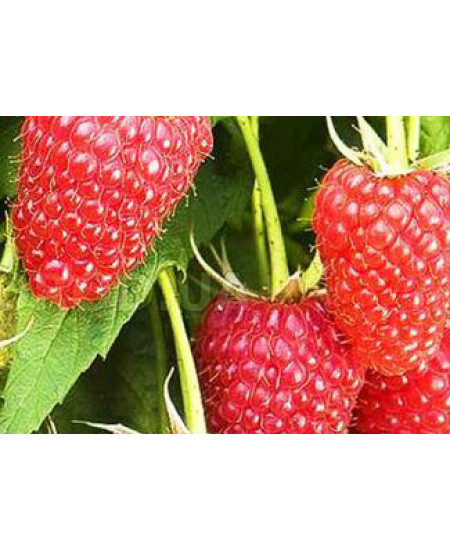 Малина Абориген Малина Абориген