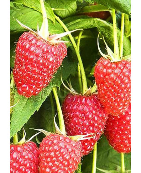 Малина Абориген Малина Абориген