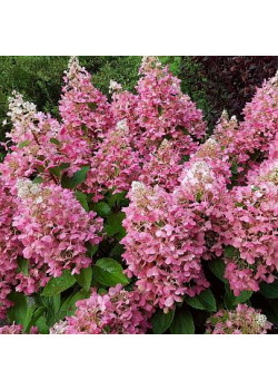 ГОРТЕНЗИЯ МЕТЕЛЬЧАТАЯ ПИНКИ ВИНКИ