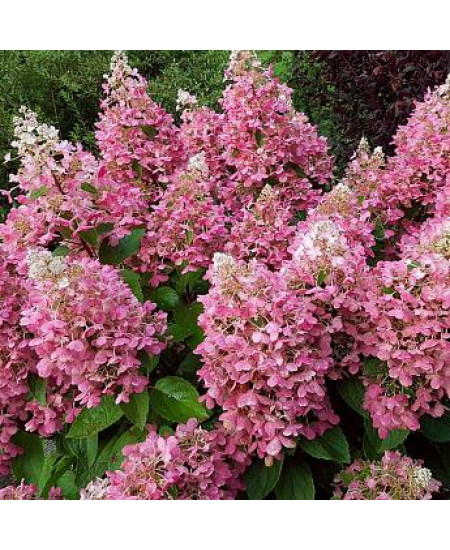 ГОРТЕНЗИЯ МЕТЕЛЬЧАТАЯ ПИНКИ ВИНКИ ГОРТЕНЗИЯ МЕТЕЛЬЧАТАЯ ПИНКИ ВИНКИ