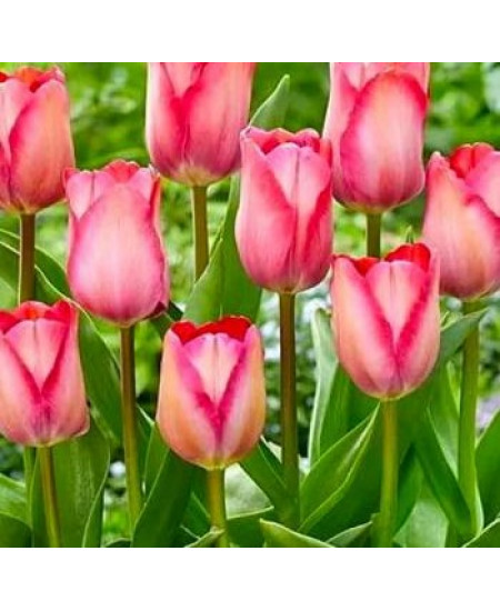 Тюльпан дарвинов гибрид "Пинк Саунд" (Pink Sound) 3шт в упаковке (размер 11/12) Тюльпан дарвинов гибрид "Пинк Саунд" (Pink Sound) 3шт в упаковке (размер 11/12)