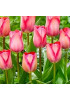 Тюльпан дарвинов гибрид "Пинк Саунд" (Pink Sound) 3шт в упаковке (размер 11/12) Тюльпан дарвинов гибрид "Пинк Саунд" (Pink Sound) 3шт в упаковке (размер 11/12)