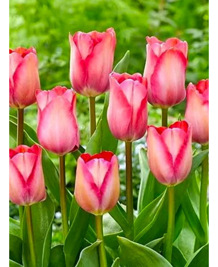 Тюльпан дарвинов гибрид "Пинк Саунд" (Pink Sound) 3шт в упаковке (размер 11/12) Тюльпан дарвинов гибрид "Пинк Саунд" (Pink Sound) 3шт в упаковке (размер 11/12)