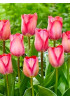Тюльпан дарвинов гибрид "Пинк Саунд" (Pink Sound) 3шт в упаковке (размер 11/12) Тюльпан дарвинов гибрид "Пинк Саунд" (Pink Sound) 3шт в упаковке (размер 11/12)