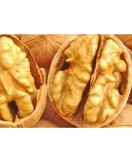 Орех грецкий Великан Орех грецкий Великан