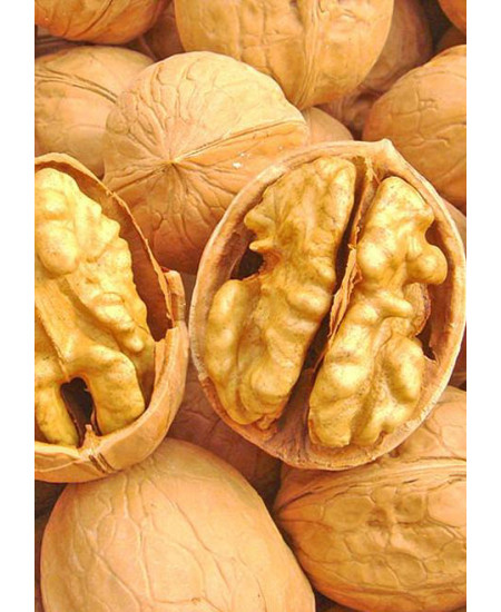 Орех грецкий Великан Орех грецкий Великан