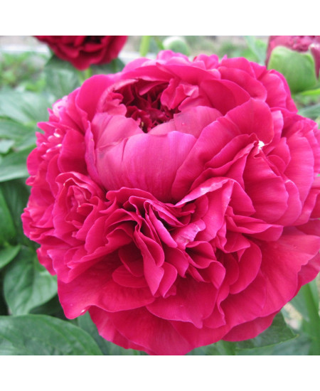 Пион Кэрол Пион Кэрол