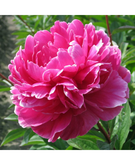 Пион Эмпайр Стейт Пион Эмпайр Стейт