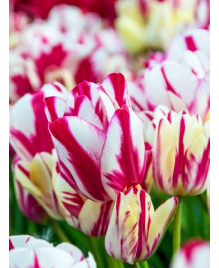 Тюльпан многоцветковый "Флеминг Клаб" (Flaming Club) 3шт в упаковке (размер 12\+) Тюльпан многоцветковый "Флеминг Клаб" (Flaming Club) 3шт в упаковке (размер 12\+)